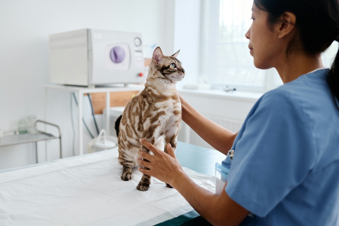 A veterinarian in a blue medical shirt is gently interacting with a brown-spotted cat in an examination room.
