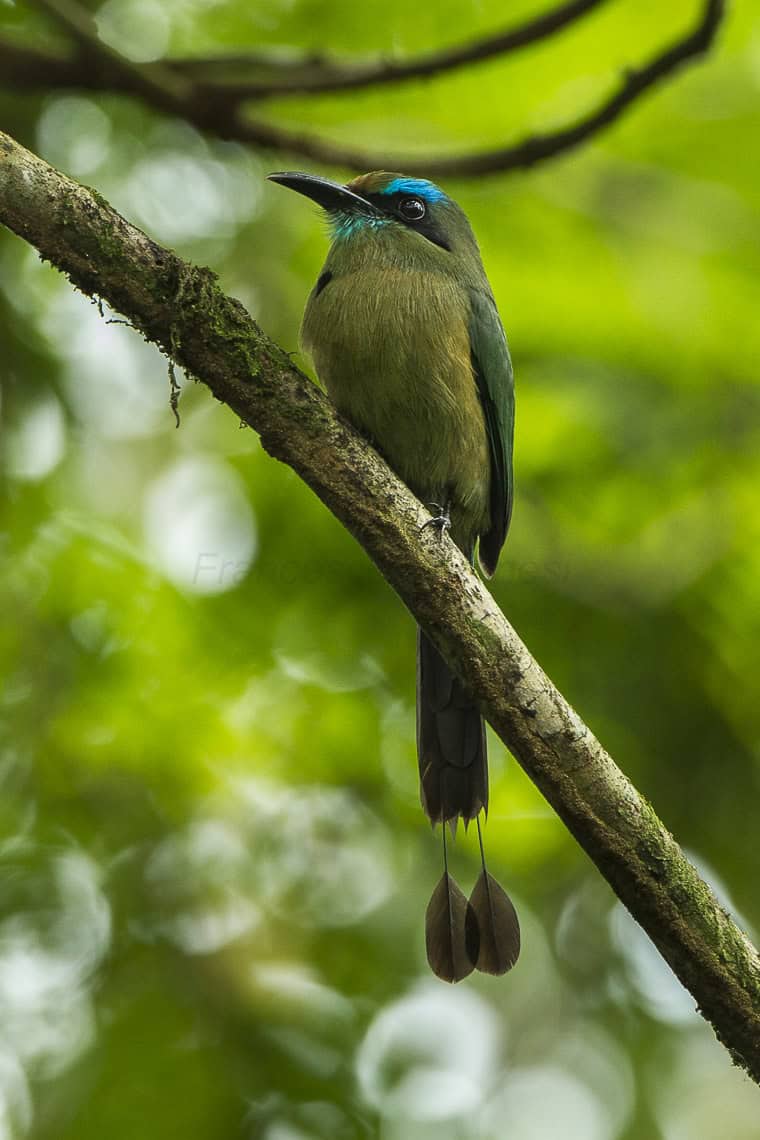 Keel-billed_Motmot_-_Sarapiqui_-_Costa_Rica_S4E0981_(26404351020)