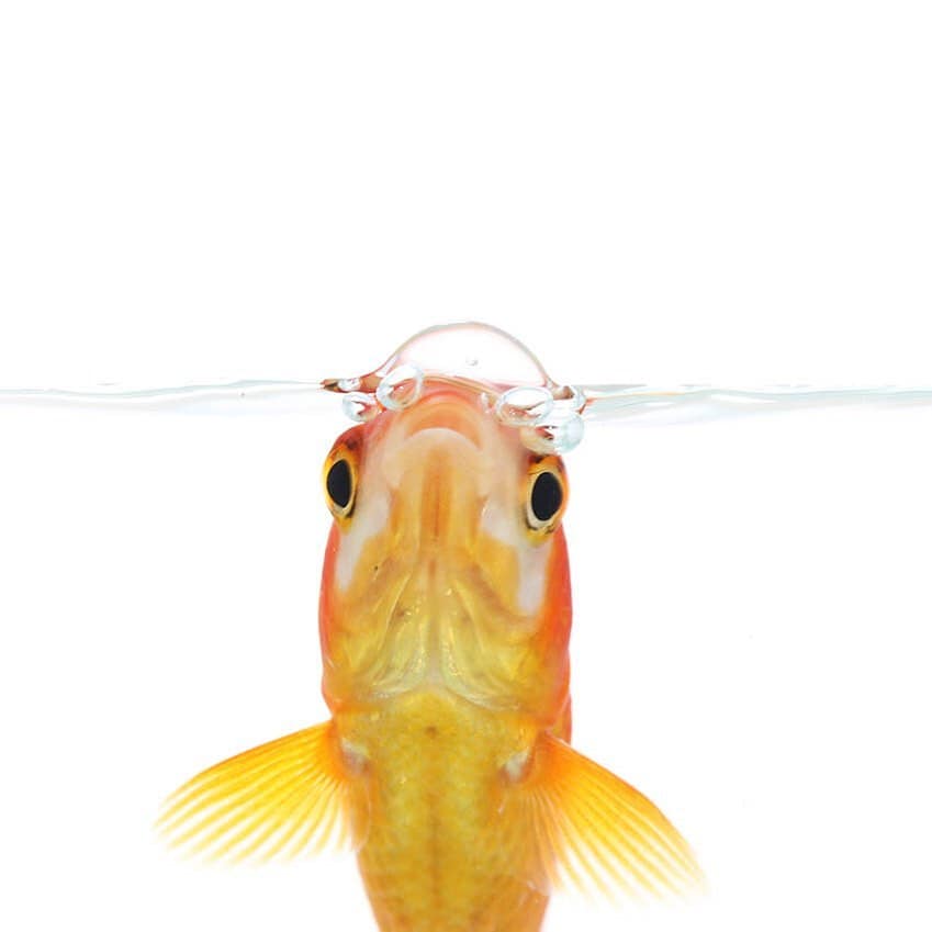 Fascinating Fish Faces | Moss and Fog