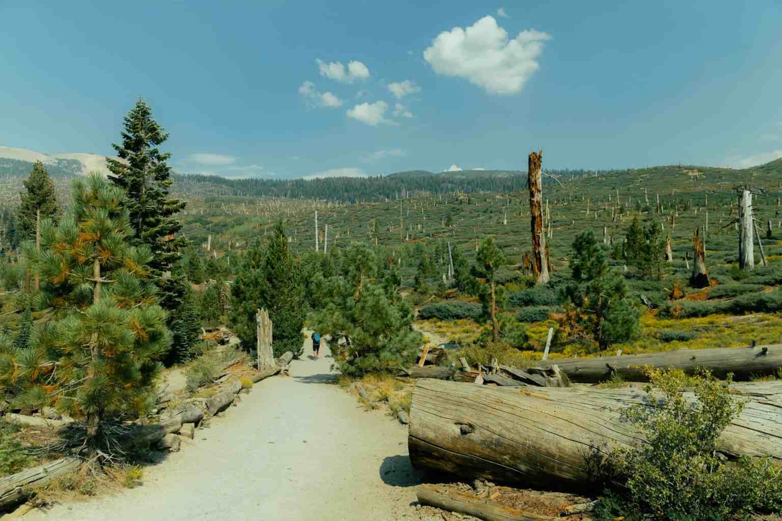 Meet Methuselah, The World’s Oldest Tree » Moss and Fog