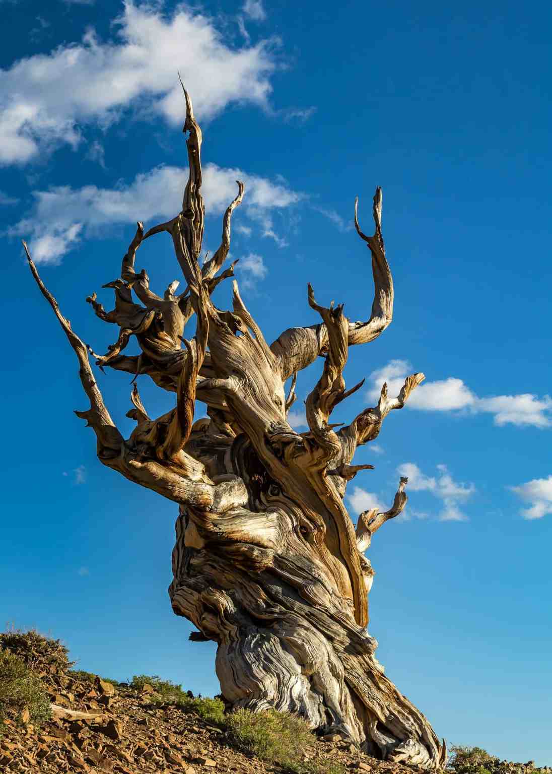 Meet Methuselah, The World’s Oldest Tree » Moss and Fog