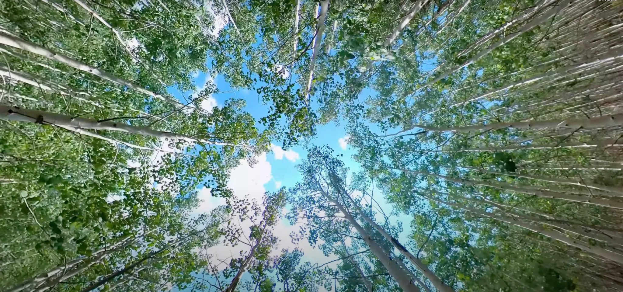 Pando, The Trembling Giant of Utah is the World’s Biggest Organism ...