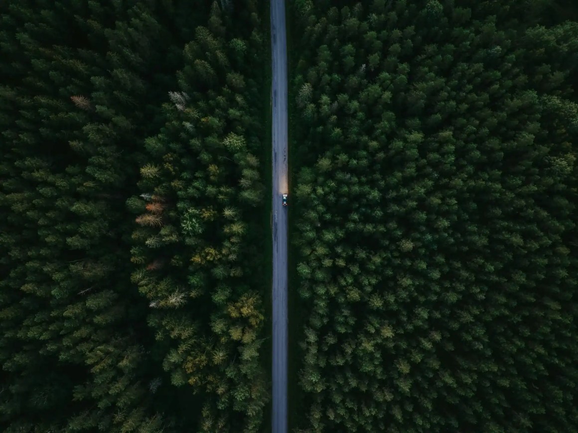 Aerial view of a winding road through a dense forest, with trees in various shades of green.